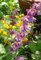 Ledebouria Socialis