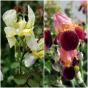 Iris, dunkel-altrosa und blassgelb
