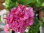 Pelargonie "BIG EEZE Pink Batik"