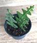 Epiphyllum anguliger