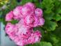 Rosenpelargonie ...