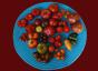 Tomatenauswahl 5x10
