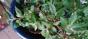 Begonia foliosa Stecklinge rot 