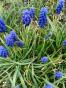 Blaue Traubenhyazinthen 