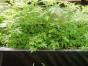 Artemisia Annua  
