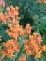 Seidenpflanze Asclepias tubersa orange Trockenbeet