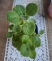 Kubanischer Oregano