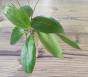 Hoya cutis-porcelana