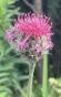 Purpurrote Flockenblume