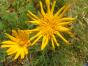 Wiesenbocksbart