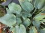Funkie mit graublauem Blatt