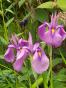 Iris ensata Rose Queen 