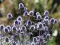 blaue Distel Mannstreu