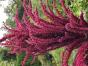 Gartenfuchsschwanz, Riesenamaranth