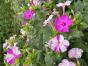 Wunderblume Mirabilis  jalapa pink und weiss/pink gesprenkel