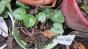 Vermiculite 
