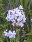 Zierlauch lila