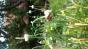 schwarze Johannisbeere Jungpflanze