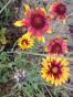 Kokardenblume rot gelb trockenbeet
