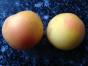 Tomate Roter Heinz 