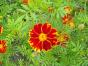 Tagetes Linn&eacute; historische Sorte