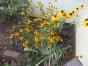 Rudbeckia triloba Oktobersonnenhut