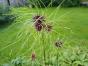 7 Triebe Mexikanische Dreimasterblume