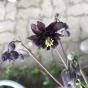 Tradescantia navicularis