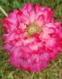 Bunter Klatschmohn/Seidenmohn