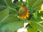 Winterlinge