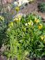 Gew&uuml;rztagetes Huacatay