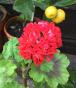Pelargonie Little Red Rosebud