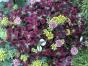 XL Stück Blumenstoff Blüten Baumwolljersey Stoff