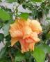 Hibiskus ...