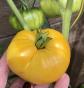 Tomate Zuckerbusch 