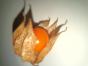 Physalis Tropicana