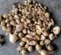 Trommelstockallium