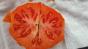 Tomate Zuckerbusch 