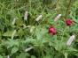 2 Gartenhefte November 2022