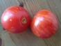 5 Tomatentütchen a 5 Samen