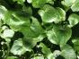 2 Gartenhefte November 2022