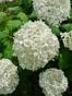 Weisser Schopfsalbei 'White Swan'