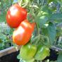 Tomate Haubners Vollendung odeEislebener Vollendung 10 Samen