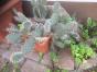 Opuntien Kaktus