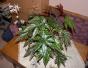 Begonia Griffin