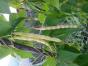 Zierklee trifolium repens Isabella 