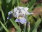 Iris Schwertlilie 