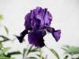 Iris Schwertlilie 