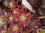 Zierklee trifolium repens Isabella - Samen