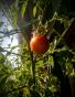 50 Samen von samenfesten Tomaten wie Lilac, Paul Robson, etc